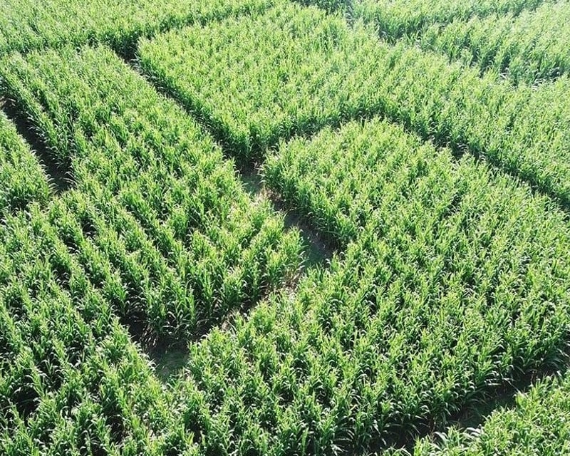 4-Acre Corn Maze & Fall Fun Park in Knightdale, NC