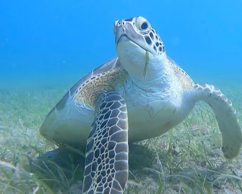 Guided Punta Arenas Snorkel Tour in Vieques