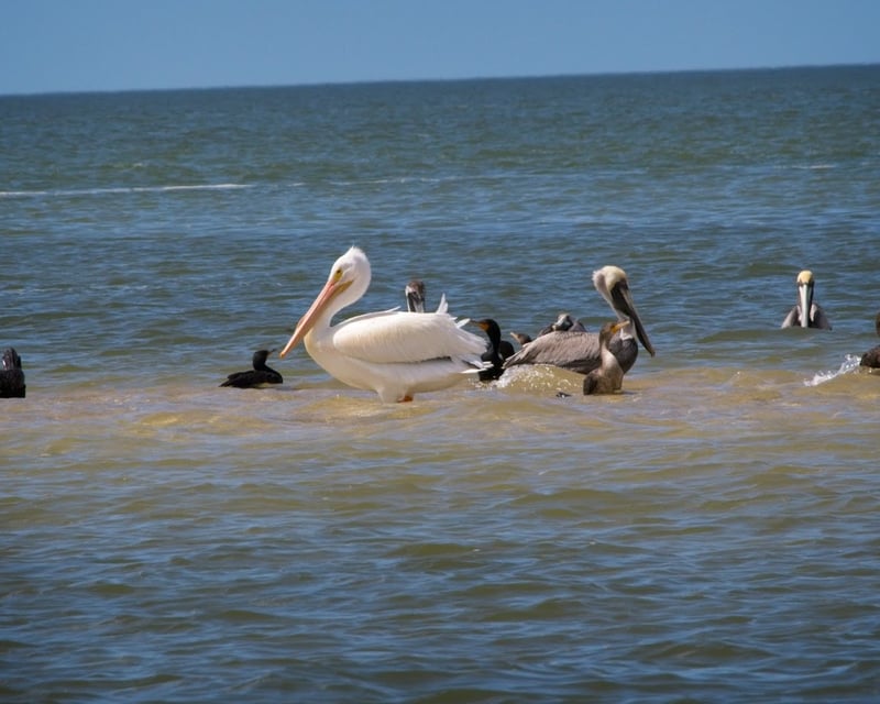 Full-Day Everglades Airboat & Nature Walk from Naples