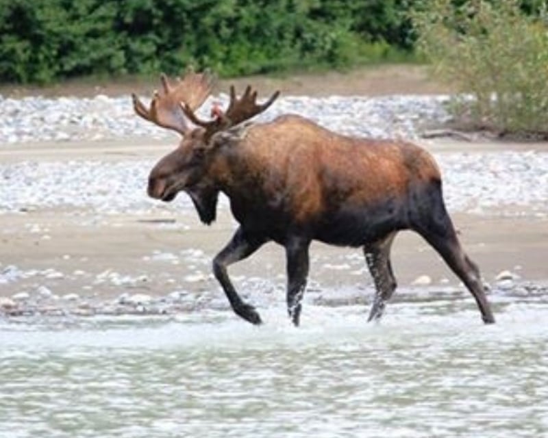 3.5-Hour Stikine River Jetboat Tour From Wrangell