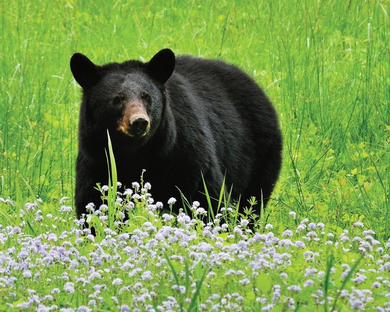 Private Cades Cove Heritage Bus Tour from Townsend