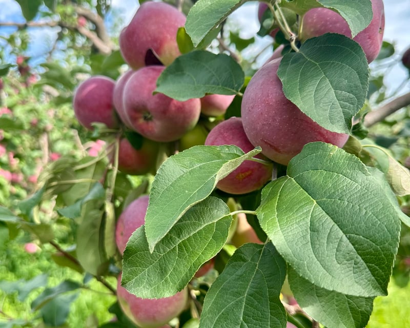 Guided Apple Orchard Tour & Picking in Webster, MN