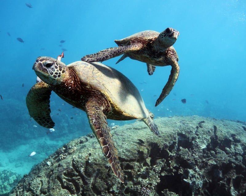 Waikiki Turtle Snorkeling Cruise