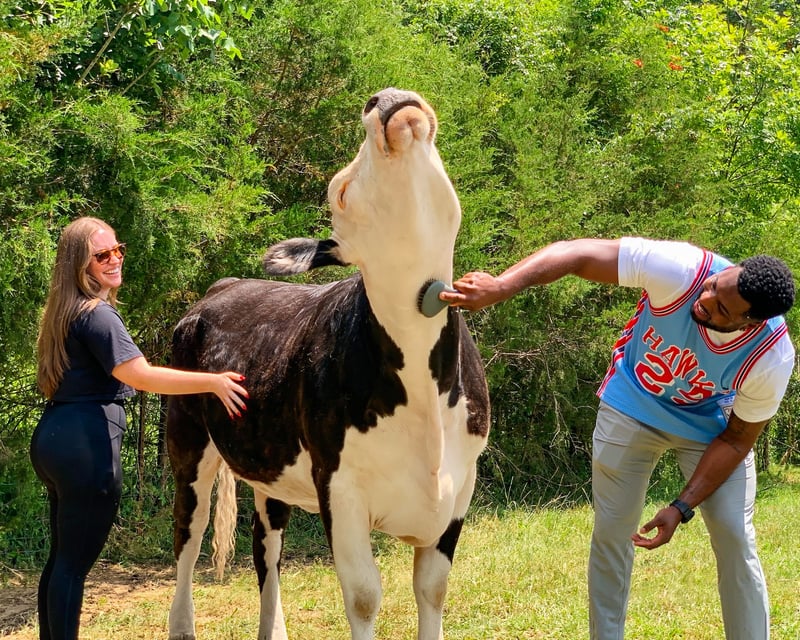 Cow Hugging & Farm Animal Visit in Christiana, TN