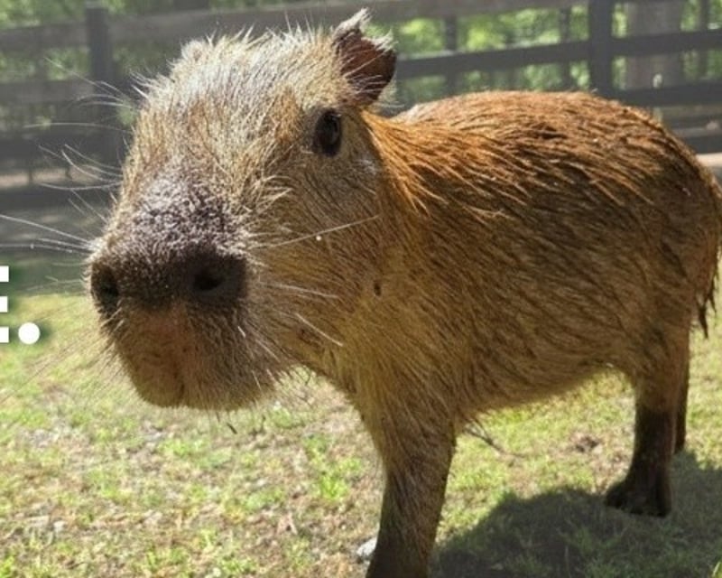 Capybara Encounter at The Zoo in Forest Park, Springfield