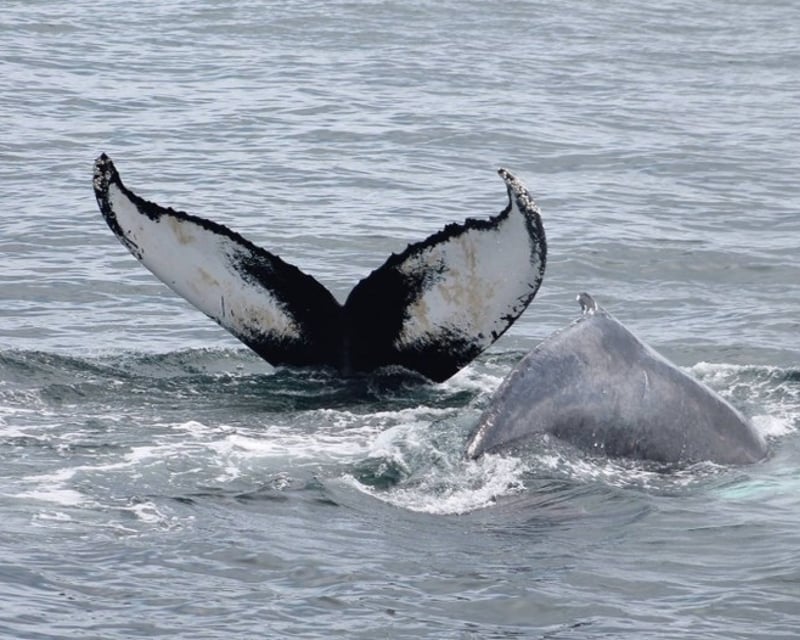 Newburyport 4-Hour Whale Watch Cruise