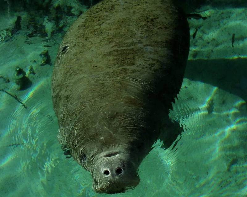 Clear Kayak Wildlife Tour in Silver Springs State Park