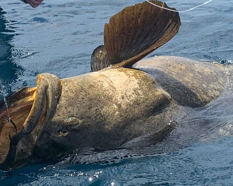 Private Goliath Grouper Fishing Charter in Clearwater