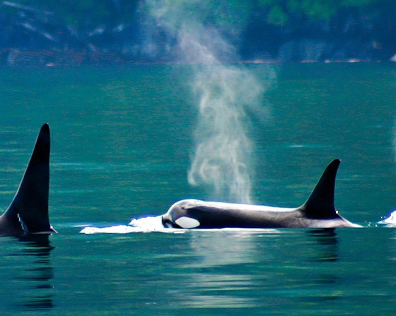 Ketchikan 4-Hour Whale Watching Tour