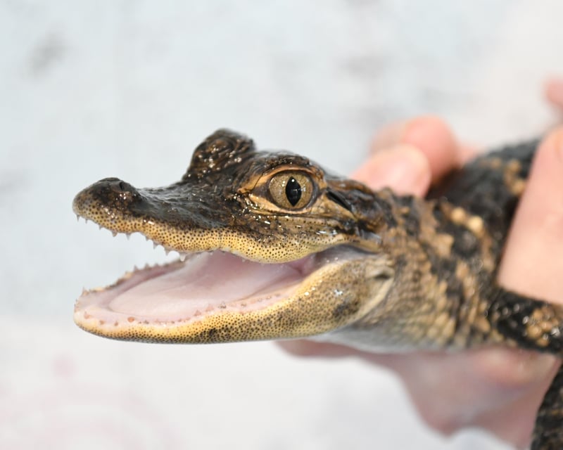 Feed Reptiles & Marine Life on Friday