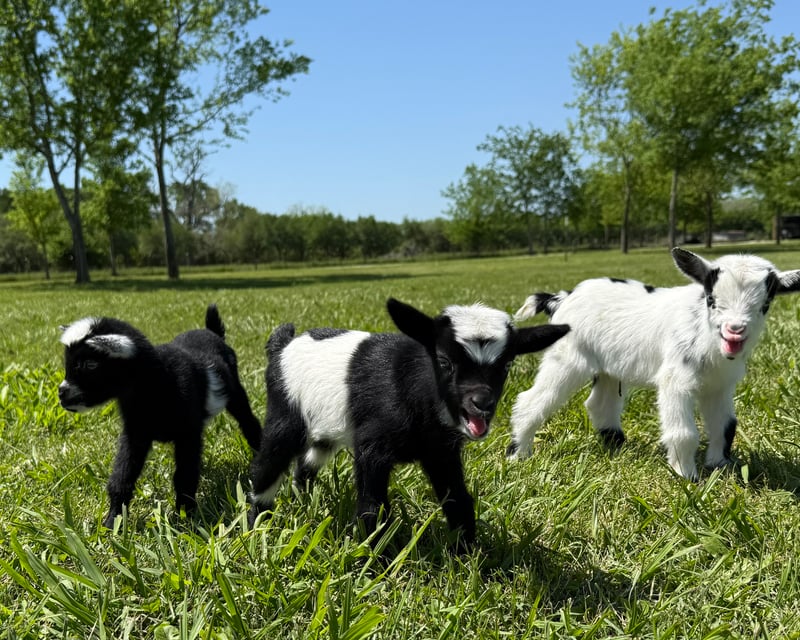 Baby Goat Snuggle Session & Farm Visit in Brookshire, TX
