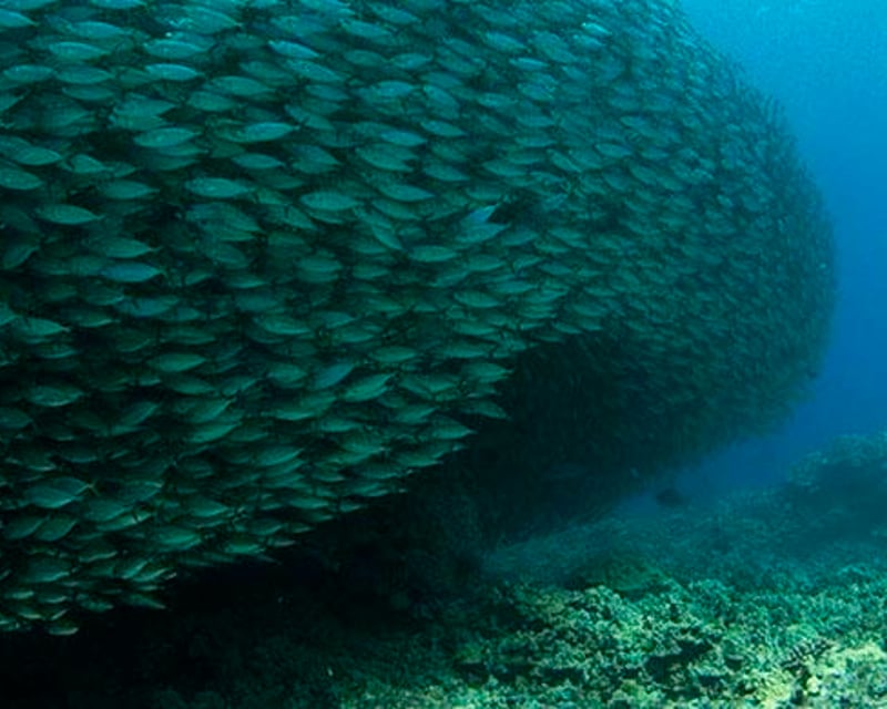 Snorkel Or 2-Tank Scuba Dive In Kailua-Kona