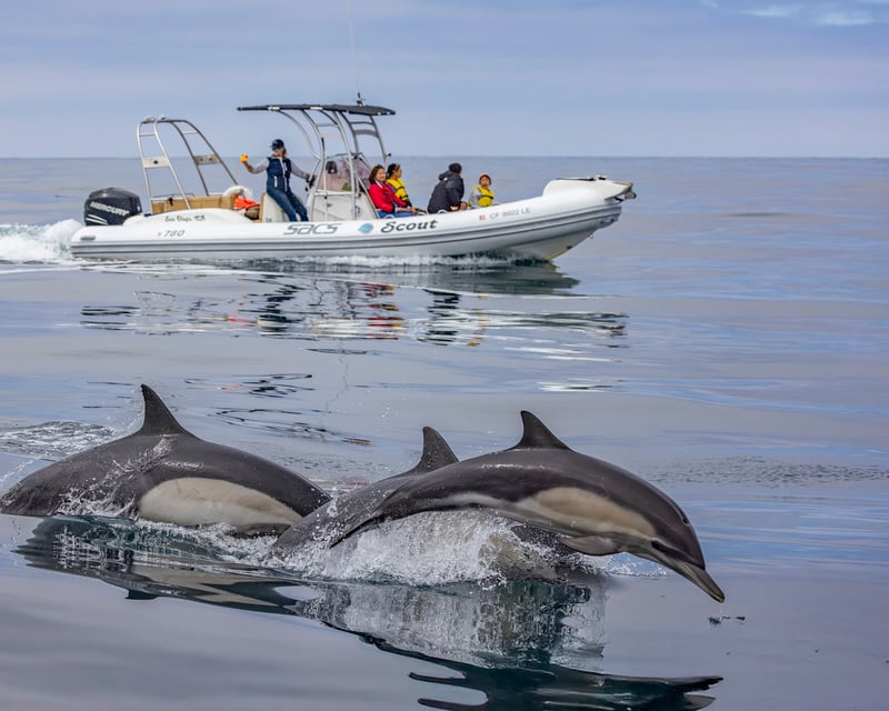San Diego Private Whale Watching Charter