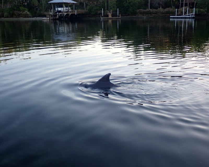 Crystal River Wildlife Eco Tour