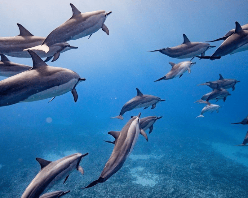 Lanai Snorkel & Dolphin Watch Eco-Raft From Lahaina