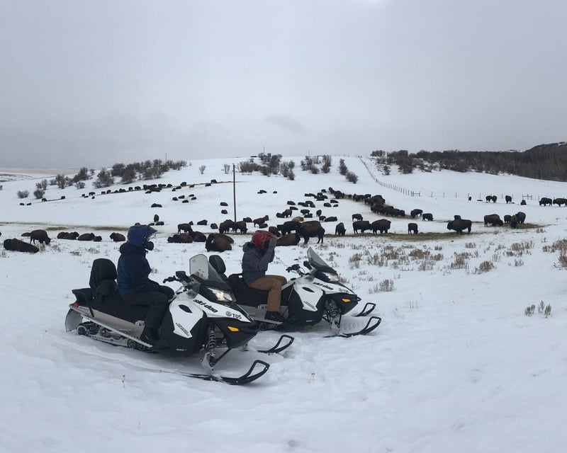 2-Hour Snowmobile Adventure with Bison Sightings