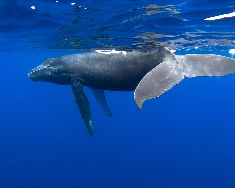 2-Hour Whale Watching Cruise in Kailua-Kona