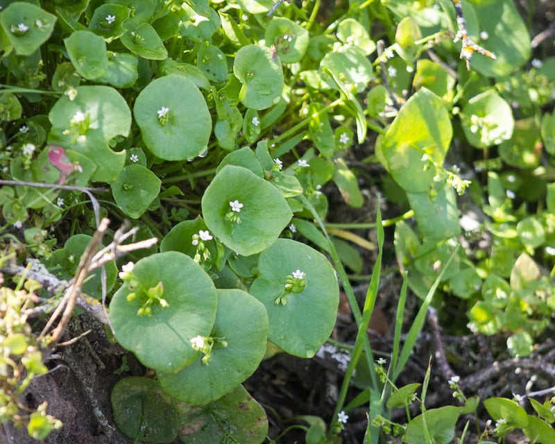 Guided Foraging Tour in Santa Margarita