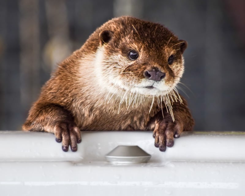 Otter Swimming Experience in McGregor