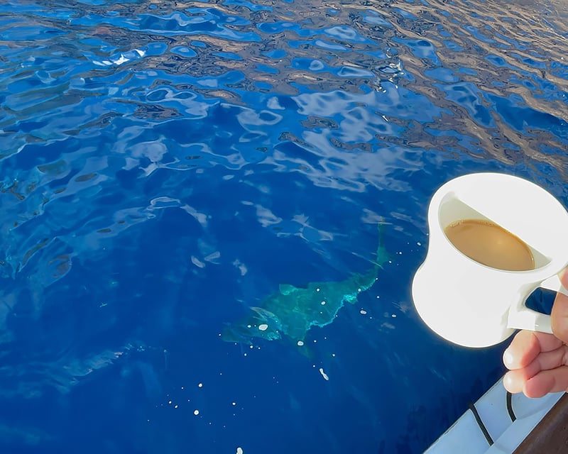 Private Sailboat Charter with Coffee in Oceanside