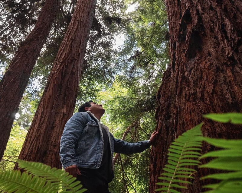 3-Hour Guided Redwood Hiking Tour in Fort Bragg