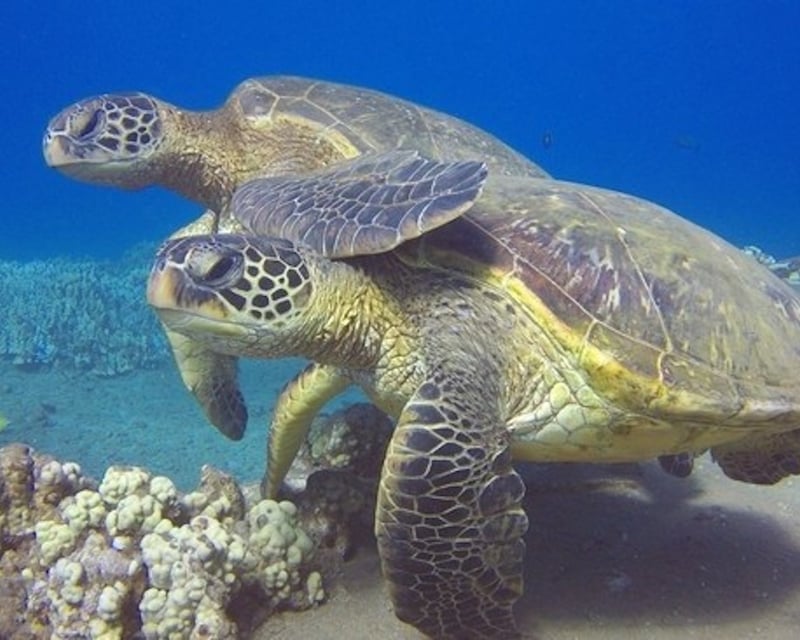 Mala Wharf Shark & Turtle Wreck Dive in Lahaina