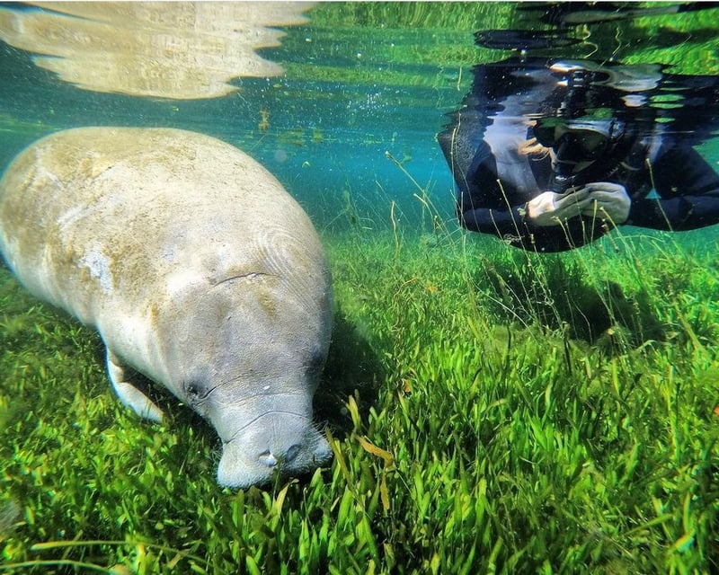 Snorkel With Manatees in Kings Bay