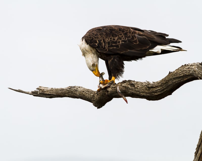 Sunset Cruise in Savannah to Wormsloe & Moon River