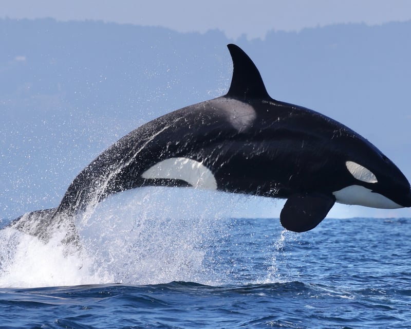 6-Hour Orca Whale Watching in Moss Landing