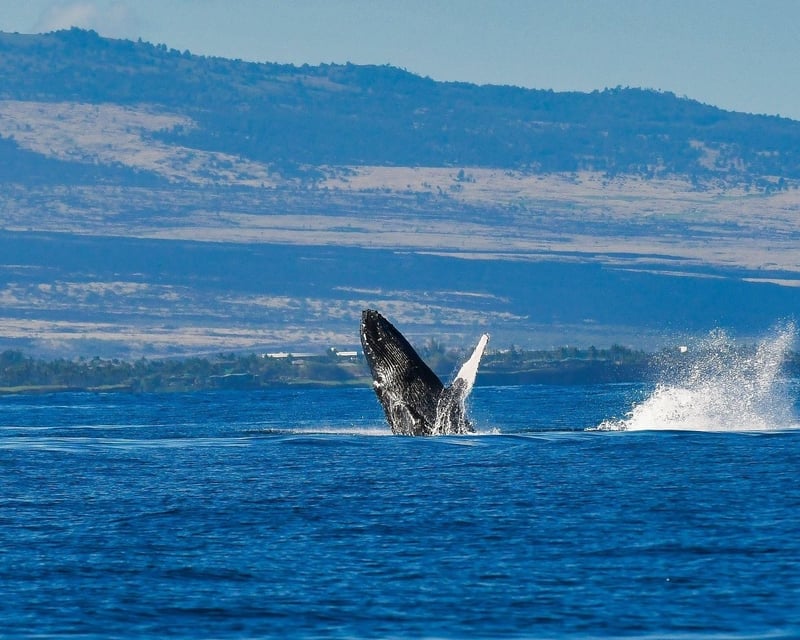Shared Electric Catamaran Sail on the Kohala Coast