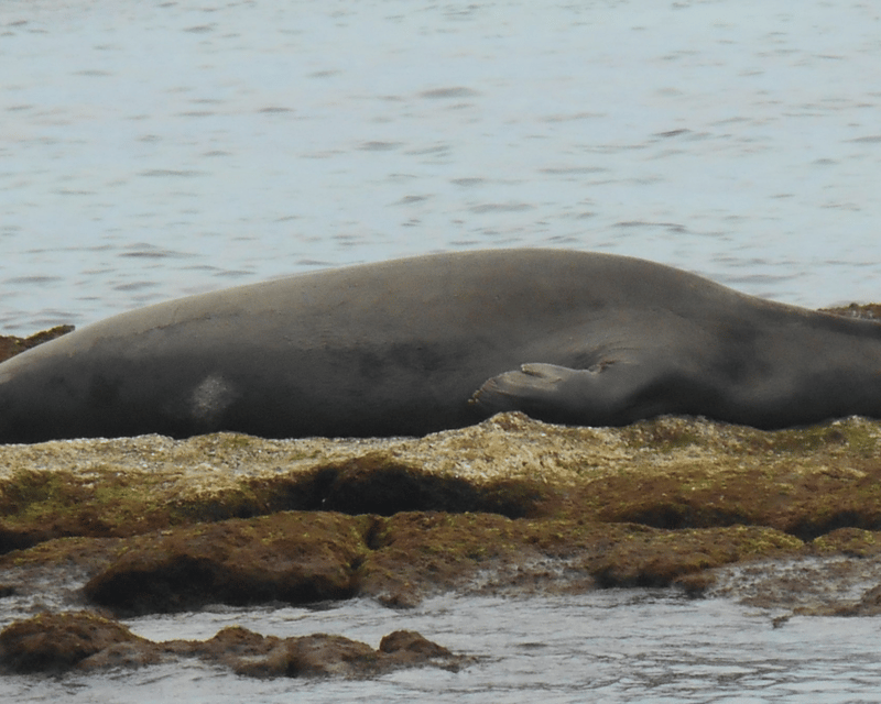 West Oahu Beach & Hike Tour with Monk Seal Ambassador Class