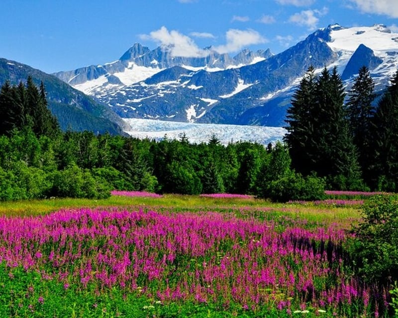 Guided Whittier to Anchorage Wildlife Tour