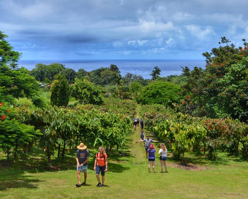 Hawaiian Cacao Farm Tour with 12-Course Tasting