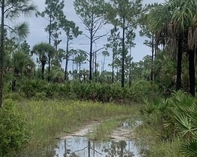 Fakahatchee Strand 4-Hour Jeep Safari