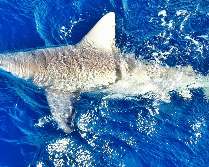 Fish for Trophy Sharks Near John's Pass on a 5-Hour Trip