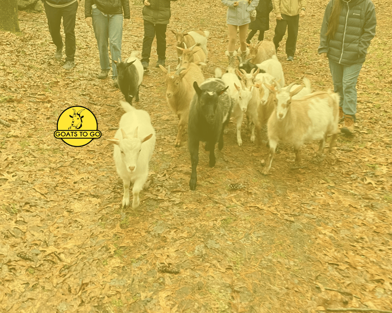 Fainting Goat Woodland Hike in Georgetown, MA
