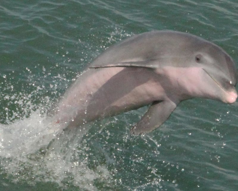 Aransas Bay Dolphin Watching Cruise