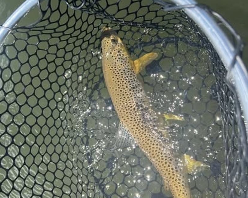 Full-Day Green River Fly Fishing Float from Jackson