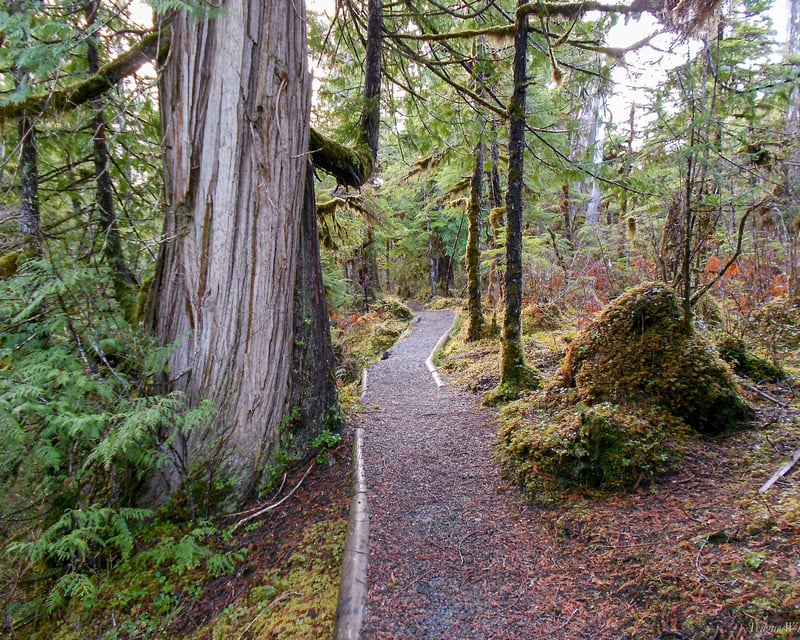 Guided Old-Growth Forest Hike in Ketchikan