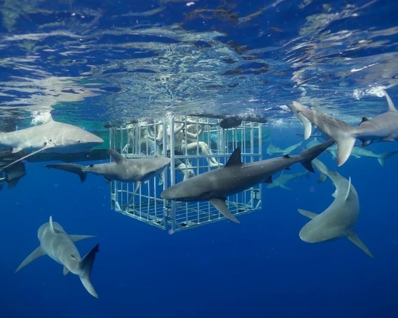 Native Hawaiian-Owned Shark Cage Diving in Haleiwa