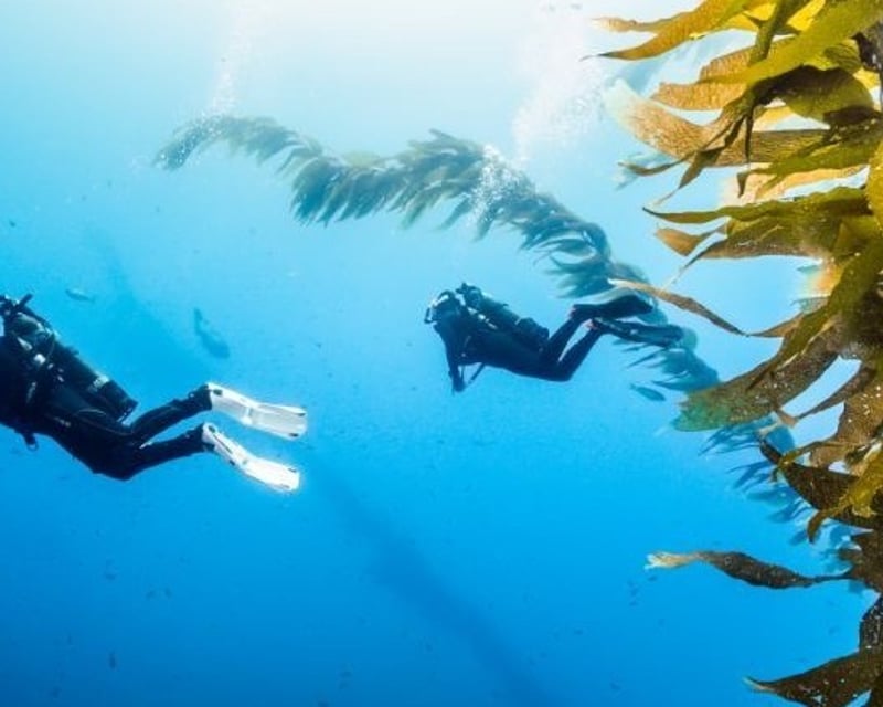 Guided Avelo Scuba Dive at Casino Dive Park