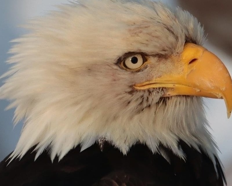 Private Ketchikan Wildlife & Totem Tour