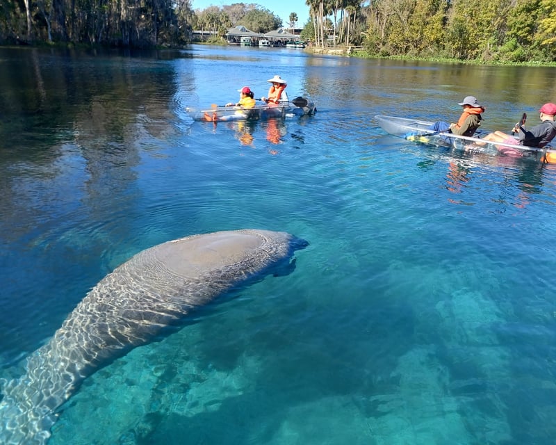 Paddleboard & Clear Kayak Manatee Tour at Silver Springs