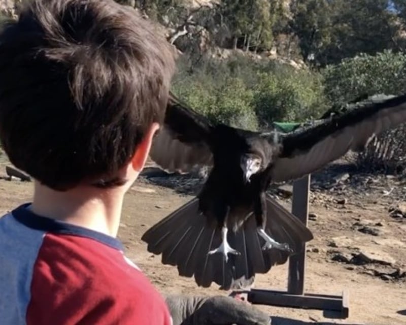 Five-Bird Falconry Experience in Escondido