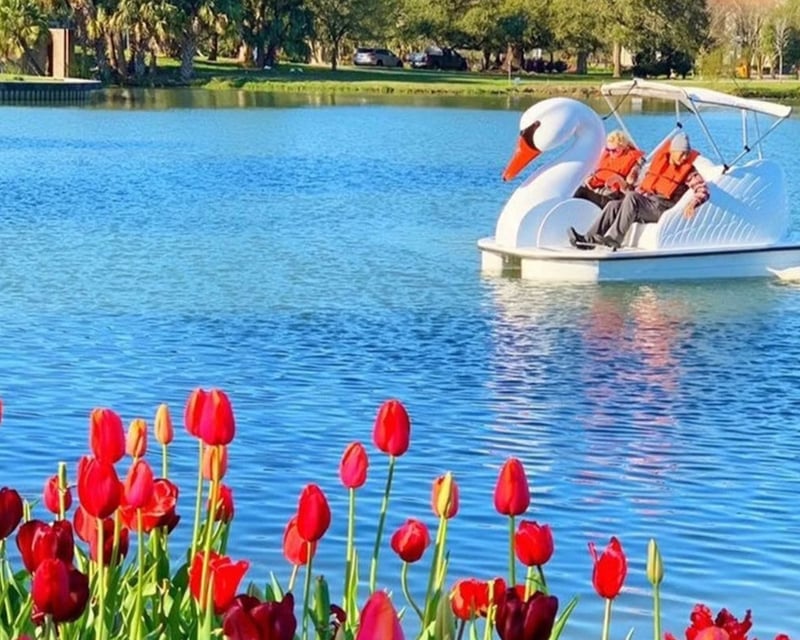 Swan Pedal Boat Rental on Echo Park Lake in Los Angeles