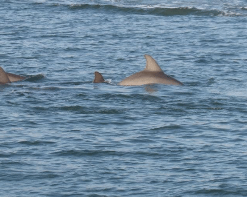 Sunset Dolphin Cruise in Isle of Palms