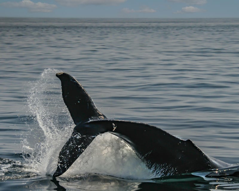 Ketchikan Whale Watching Charter