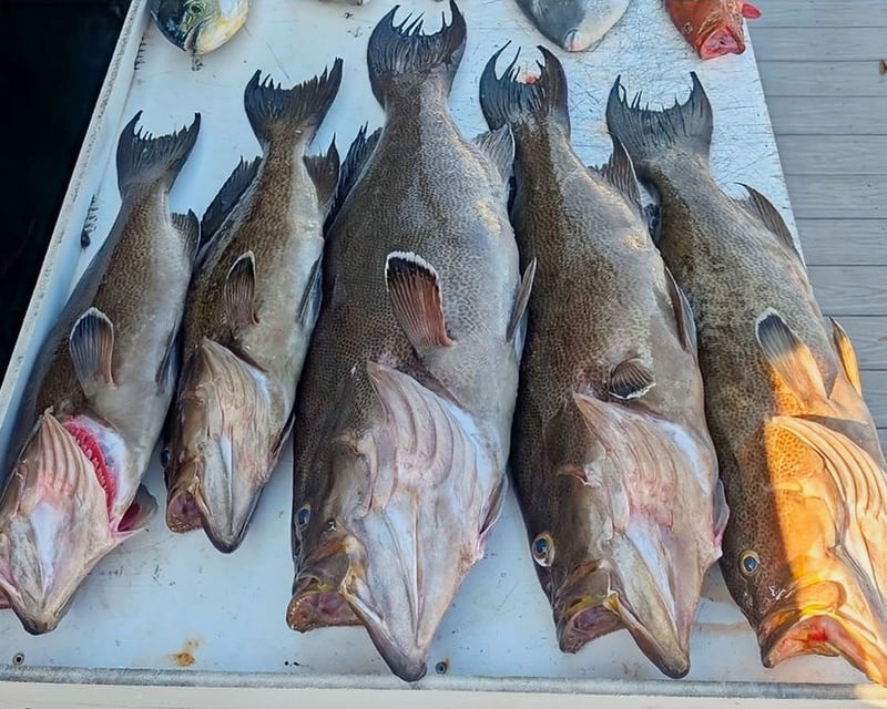 Private Full-Day Deep Sea Fishing Charter Near Myrtle Beach