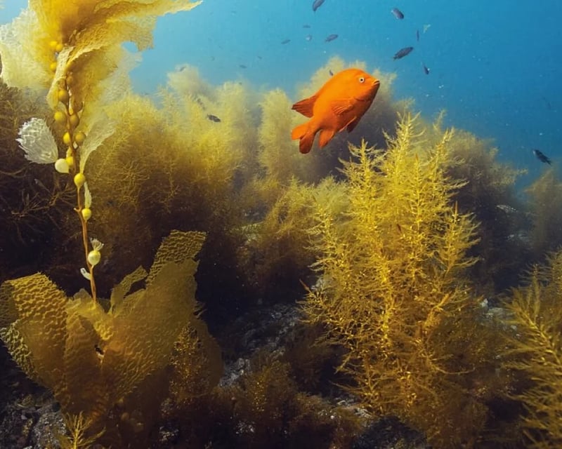 Underwater Naturalist Scuba Specialty Course in Monterey