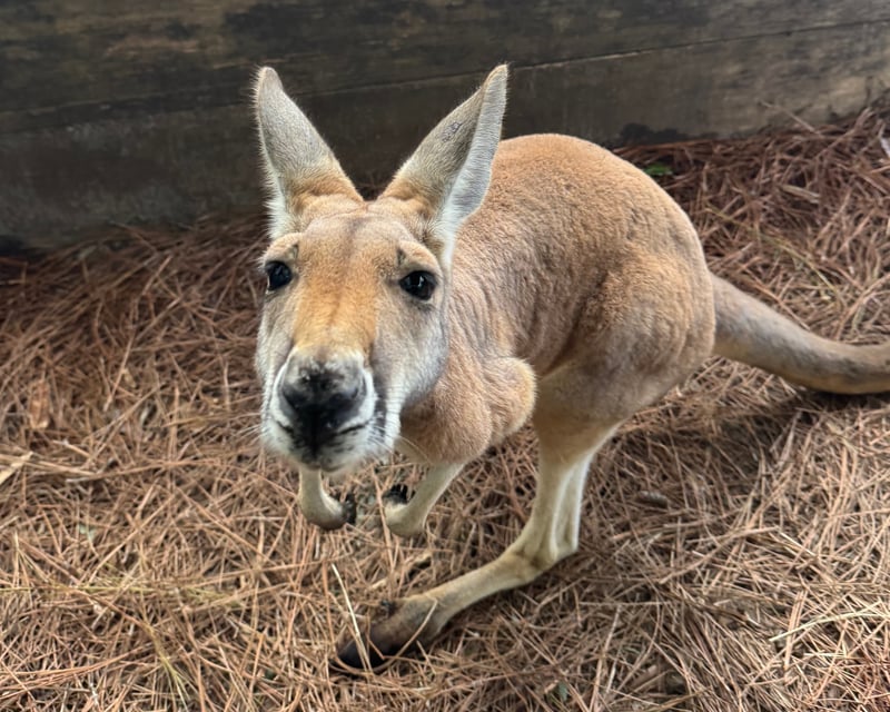Red Kangaroo Encounter at North Florida Wildlife Center